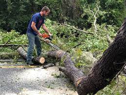 Tree and Shrub Care in Manchester, VA