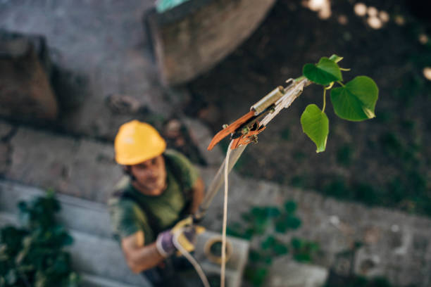 Best Hazardous Tree Removal  in Manchester, VA