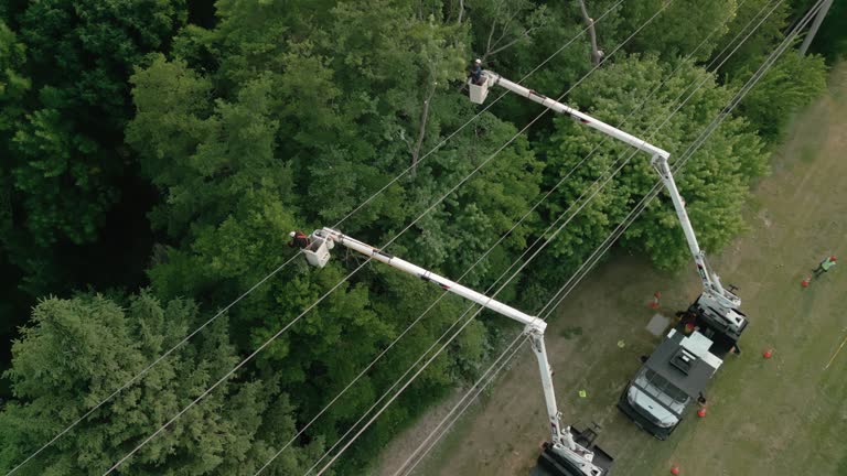 Best Tree Risk Assessment  in Manchester, VA
