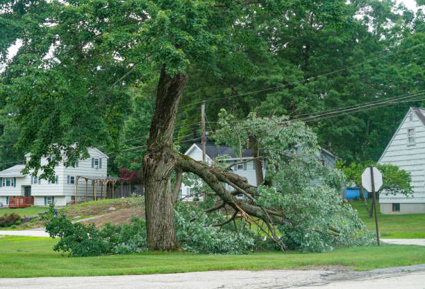 Best Leaf Removal  in Manchester, VA
