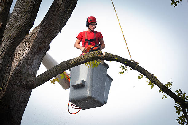 Best Root Management and Removal  in Manchester, VA