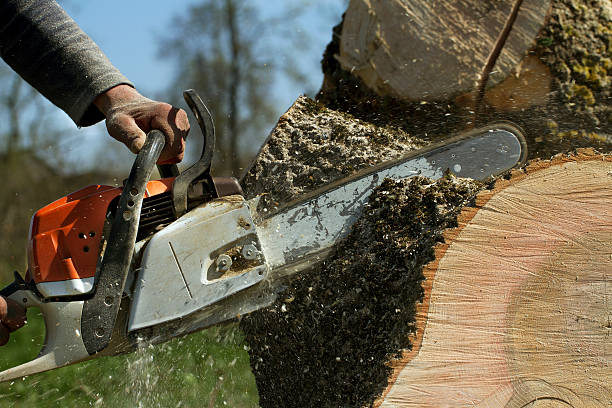 Leaf Removal in Manchester, VA